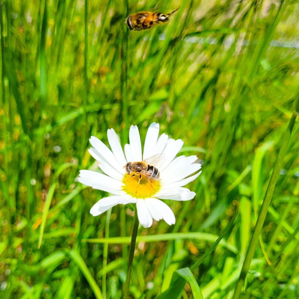abeilles