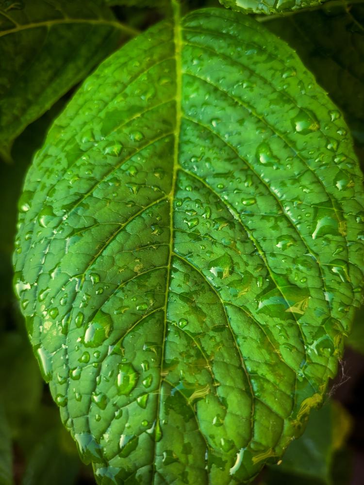 feuille-eau